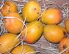 Indian mangoes win the heart of America